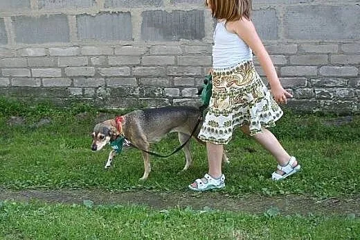 Finka, mała, uśmiechnięta suczka, czeka na nowy do