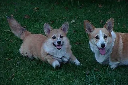 Welsh corgi pembroke - zapowiedź miotu,  śląskie J