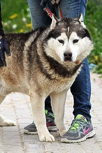 Hektor - łagodny, spokojny alaskan malamute szuka