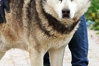 Hektor - łagodny, spokojny alaskan malamute szuka 