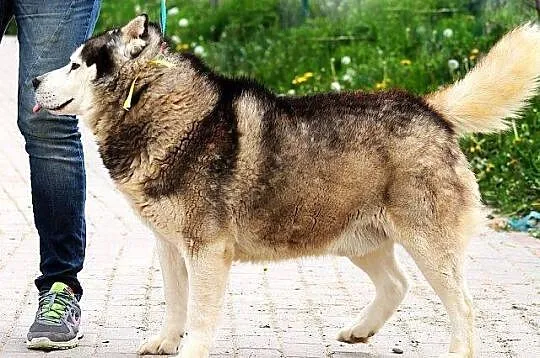 Hektor - łagodny, spokojny alaskan malamute szuka 