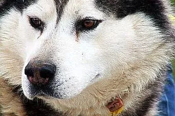 Hektor - łagodny, spokojny alaskan malamute szuka 