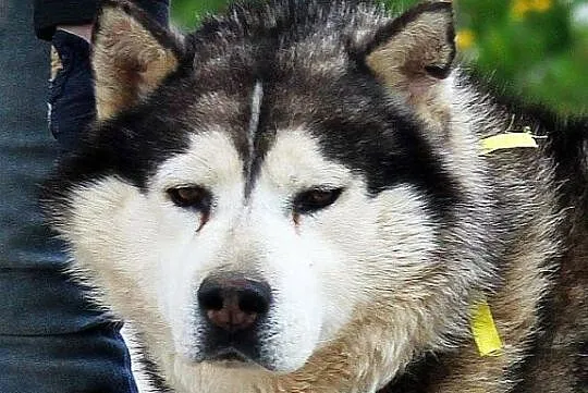 Hektor - łagodny, spokojny alaskan malamute szuka 
