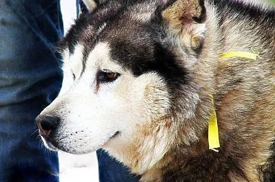 Hektor - łagodny, spokojny alaskan malamute szuka 