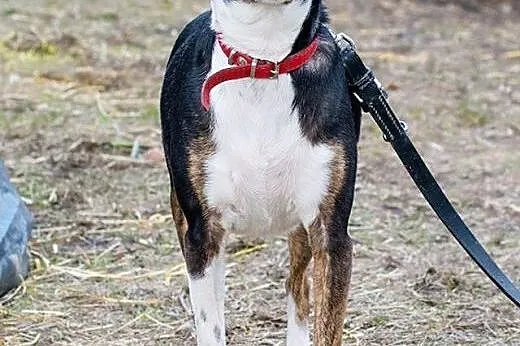 Leon - powrót po 3 latach adopcji SZUKA DOMU,  mazowieckie Żyrardów