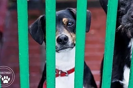 Leon - powrót po 3 latach adopcji SZUKA DOMU,  maz