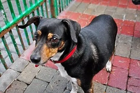 Leon - powrót po 3 latach adopcji SZUKA DOMU,  maz