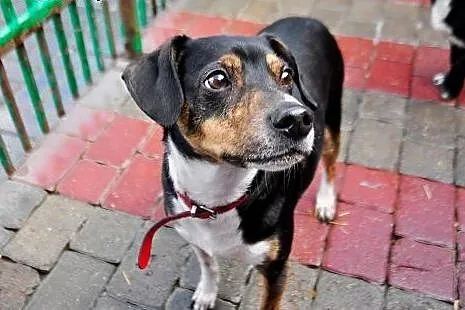Leon - powrót po 3 latach adopcji SZUKA DOMU,  maz