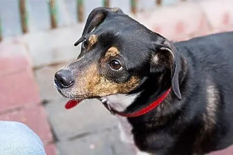 Leon - powrót po 3 latach adopcji SZUKA DOMU,  maz