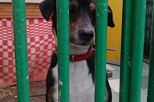 Leon - powrót po 3 latach adopcji SZUKA DOMU,  maz