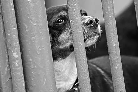 Leon - powrót po 3 latach adopcji SZUKA DOMU,  maz