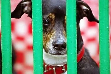 Leon - powrót po 3 latach adopcji SZUKA DOMU,  maz