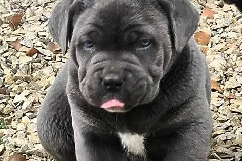 Cane corso italiano, Śląskie, Koziegłowy
