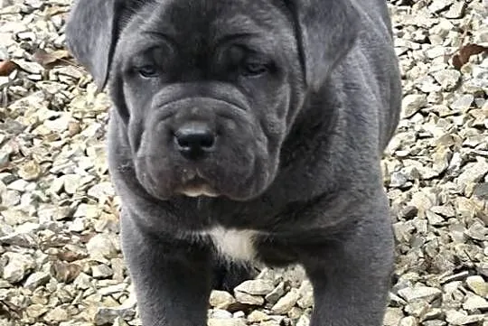 Cane corso italiano, Śląskie, Koziegłowy