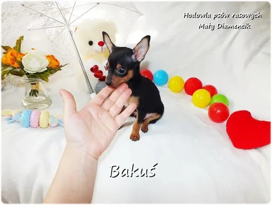 Mini Piesek BAKUŚ Ratlerek /sarenka Pinczer miniaturowy +Rodowód Do Odbioru Tel. 739052954, , Lubsko