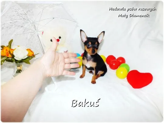 Mini Piesek BAKUŚ Ratlerek /sarenka Pinczer miniaturowy +Rodowód Do Odbioru Tel. 739052954