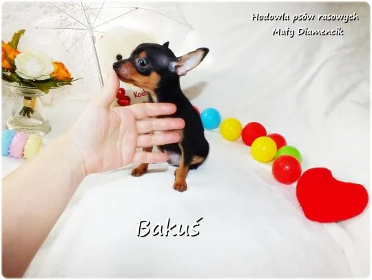 Mini Piesek BAKUŚ Ratlerek /sarenka Pinczer miniaturowy +Rodowód Do Odbioru Tel. 739052954, , Lubsko