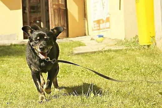 Przyjazna,posłuszna, uśmiechnięta Maja szuka domu!