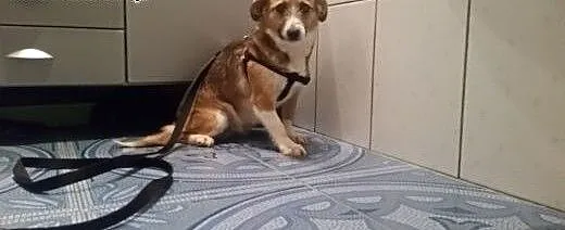 Młodziutka Elza poleca się do adopcji, mazowiecki