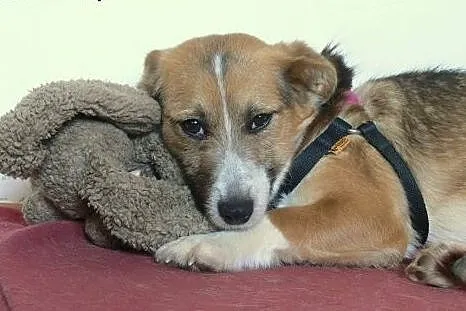 Młodziutka Elza poleca się do adopcji,  mazowiecki