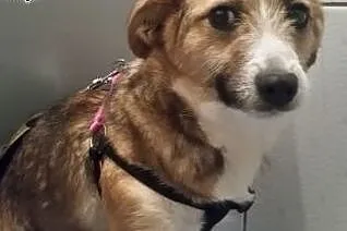 Młodziutka Elza poleca się do adopcji,  mazowiecki
