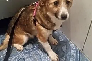 Młodziutka Elza poleca się do adopcji,  mazowiecki