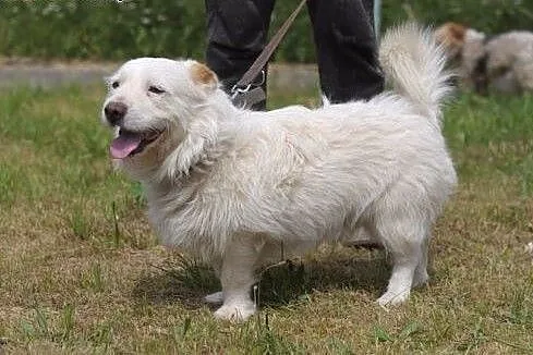 Blondynek Franek :),  warmińsko-mazurskie Olsztyn