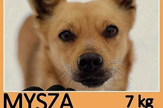 Mała 7 kg,łagodna,towarzyska,kontaktowa,bystra sun