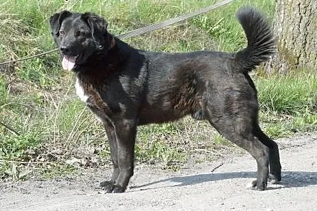 Murzynek szuka kochajacego domu!!!,  warmińsko-maz