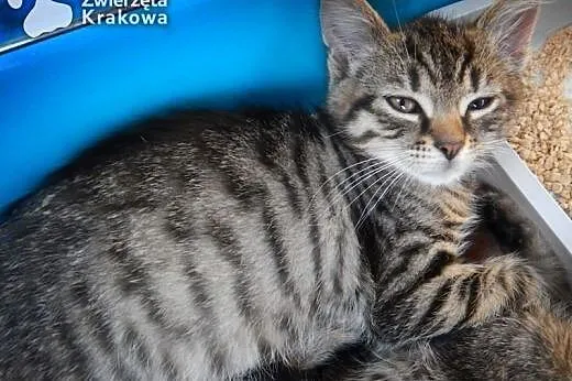 Wesoła Kocia Banda,  małopolskie Kraków