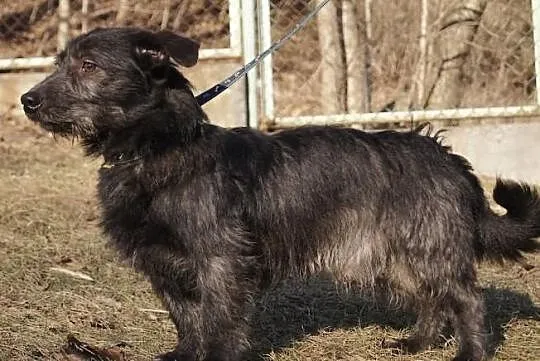 Maniek jak zawsze niezawodny szuka domu!