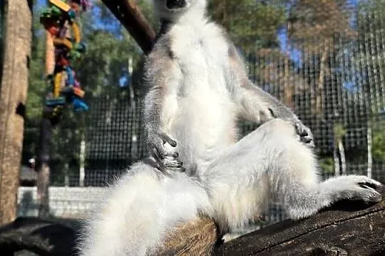 Lemur Katta samica, Wielkopolskie, Nowy Tomyśl