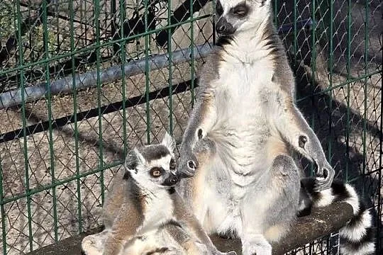 Lemur Katta samica, Wielkopolskie, Nowy Tomyśl