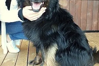 Oszukany Murzynek PILNIE szuka domu,  mazowieckie 