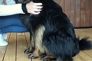 Oszukany Murzynek PILNIE szuka domu,  mazowieckie 