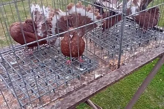 Pawiki żółte  czerwone na lęcie
