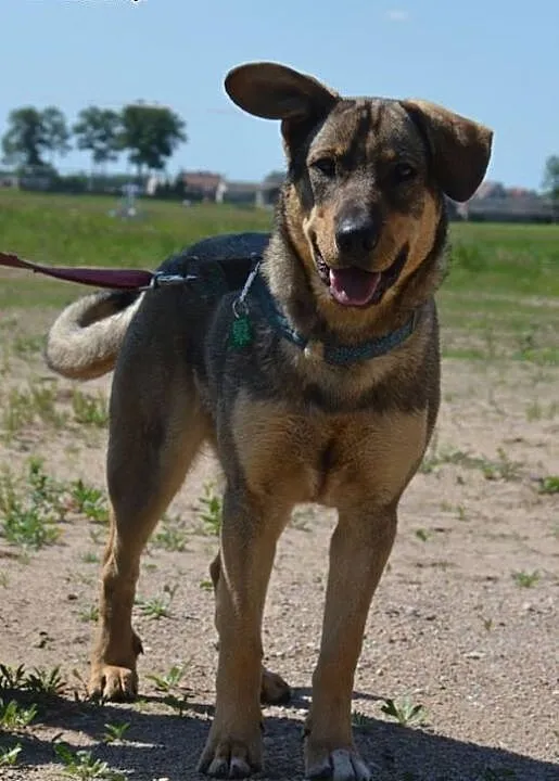 Szczeniak do adopcji, szuka kochającego domu, pod