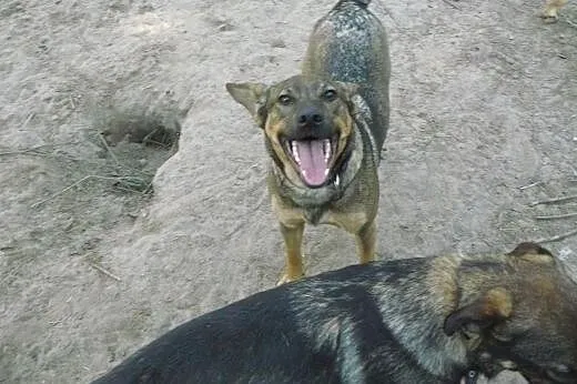 Szczeniak do adopcji, szuka kochającego domu,  pod