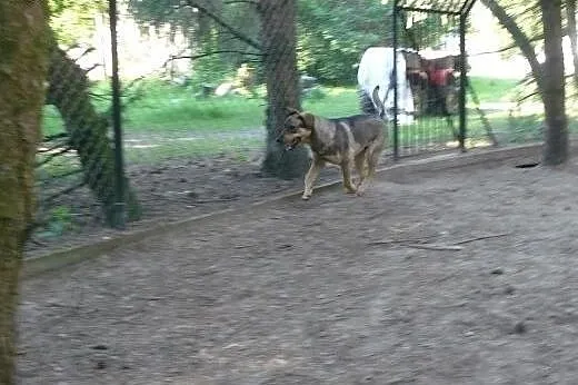 Szczeniak do adopcji, szuka kochającego domu,  pod