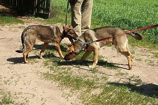 Szczeniak do adopcji, szuka kochającego domu,  pod