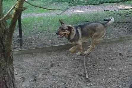 Szczeniak do adopcji, szuka kochającego domu,  pod
