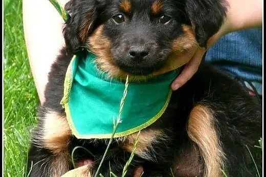 Szczeniak do adopcji, szuka kochającego domu,  pod