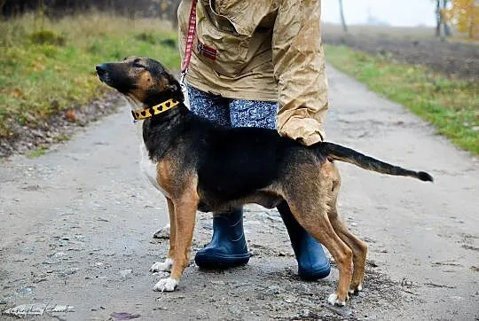 Bibi w typie bullterrier, wesoła, towarzyska sunia