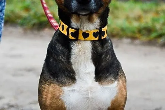 Bibi w typie bullterrier, wesoła, towarzyska sunia