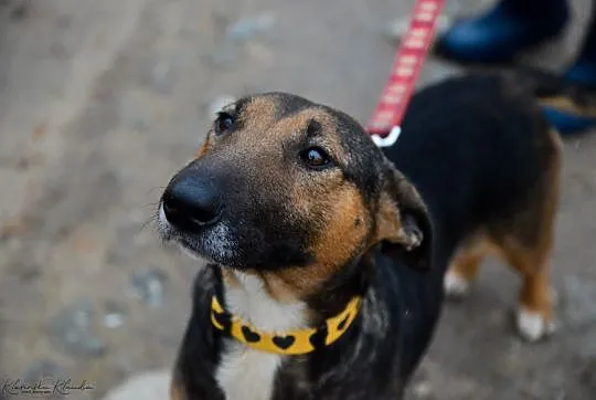 Bibi w typie bullterrier, wesoła, towarzyska sunia