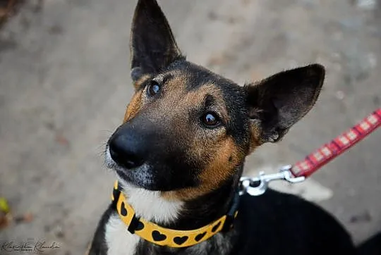 Bibi w typie bullterrier, wesoła, towarzyska sunia