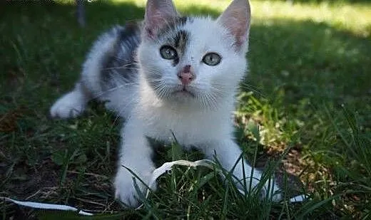 SZAFRAN 3 mce PUCHATY kocurrek niczym miś PRZYTULA