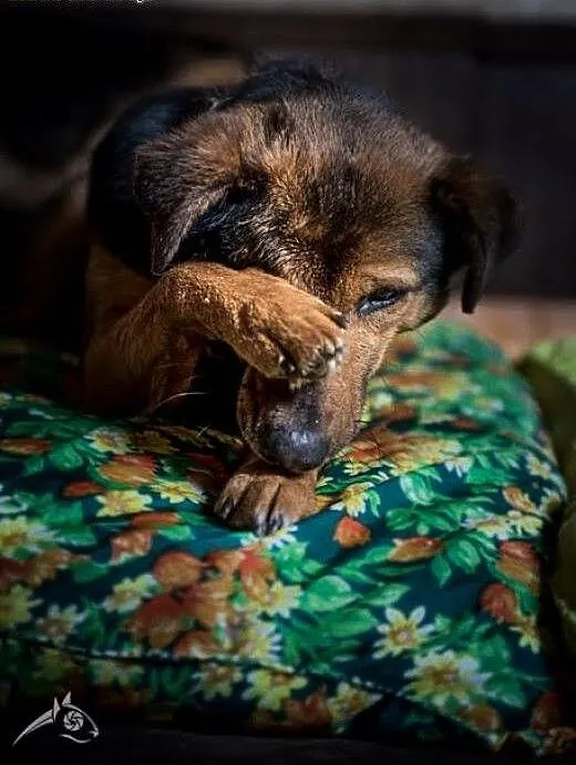 A WALIK wie, że blisko Cibie być chce!, świętokrz