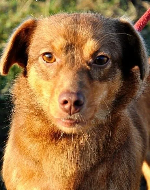 Centa malutka, kochana, słodka suczka ADOPCJA, ma