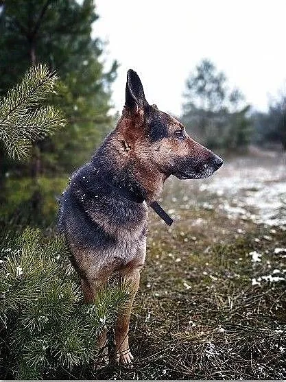 Owczarek niem.mix,6 lat,przyjazny,kontaktowy,zaszczepiony pies HUZAR.Adopcja., , Bydgoszcz
